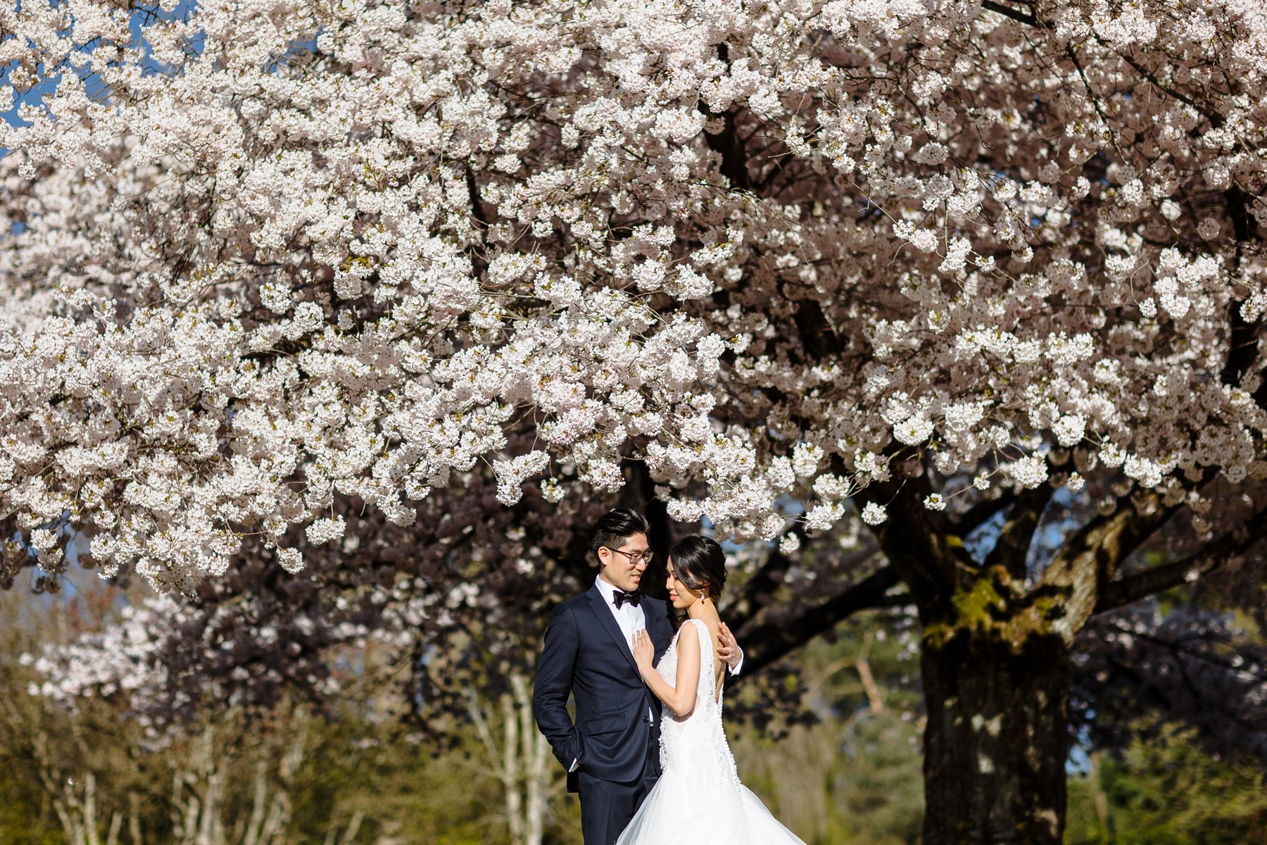 Under the cherry blossom canopy