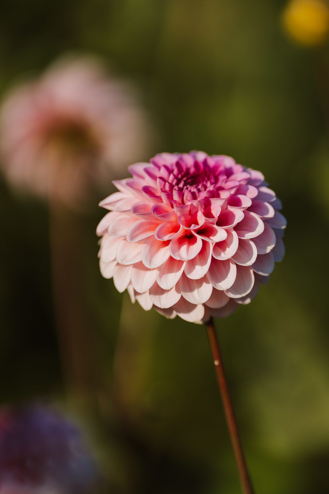 Close-up of a pink and cream dahlia in the summer light